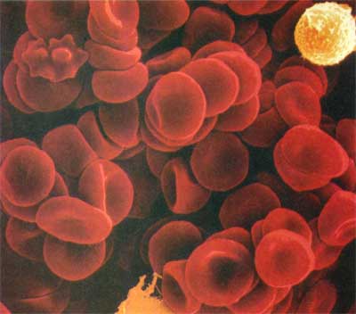 Rote und weiße Blutkörperchen